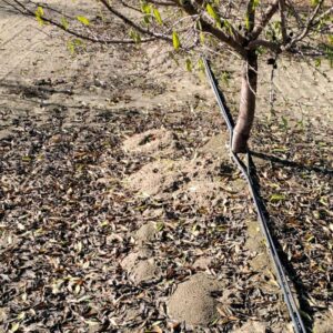 gopher holes