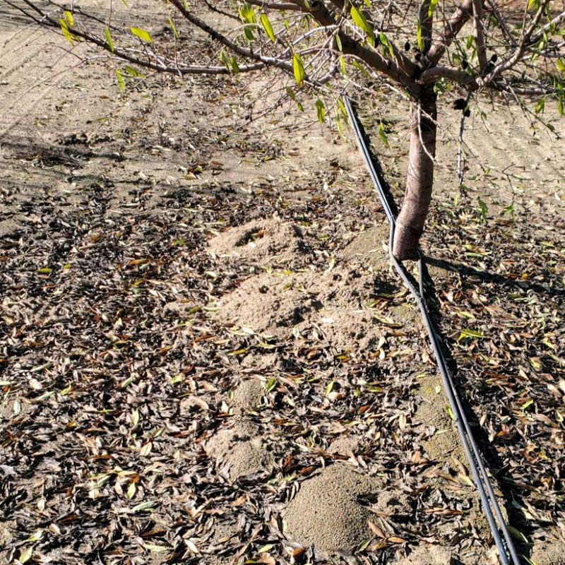 gopher holes