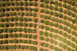 orchard