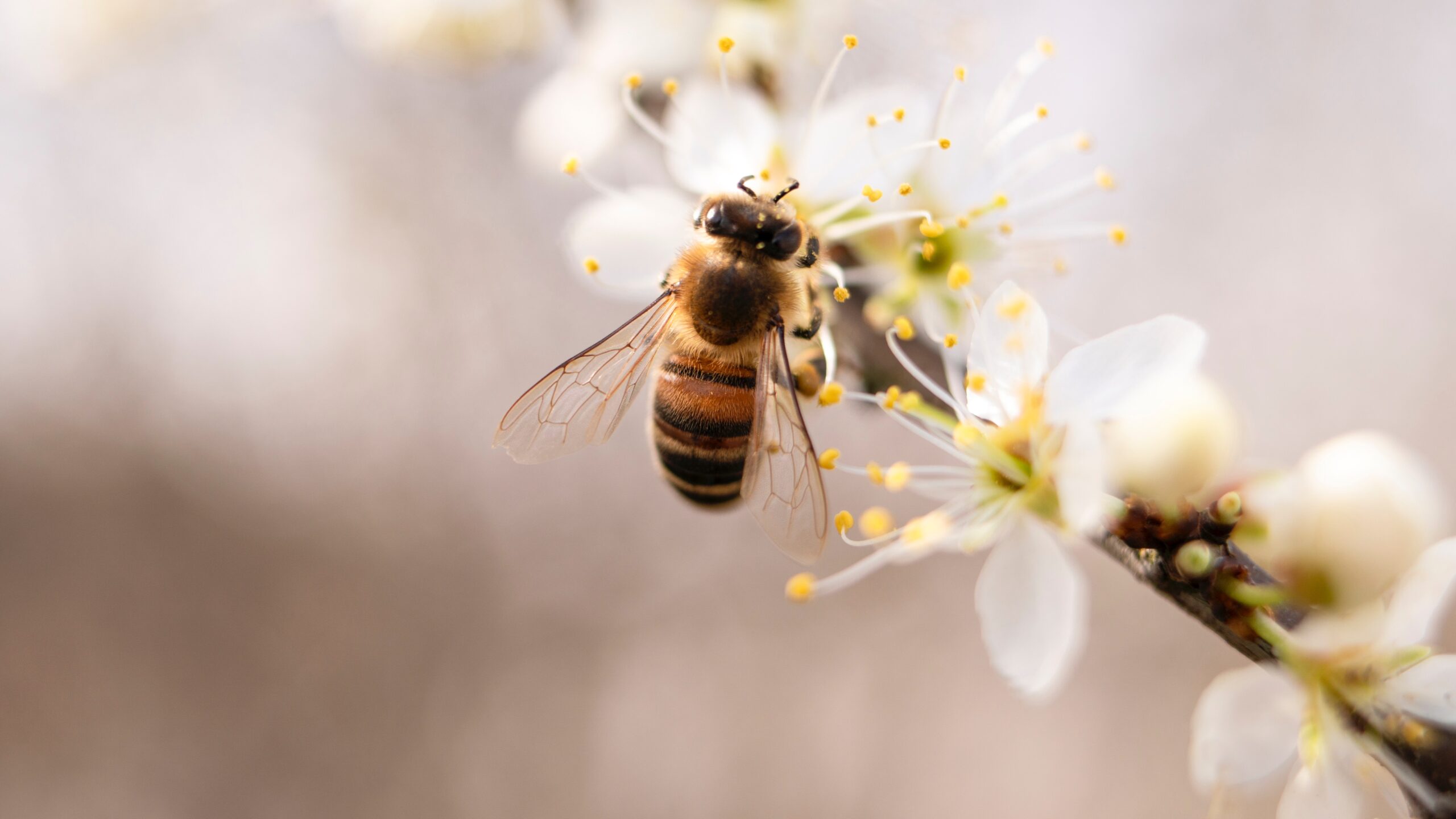 bees
